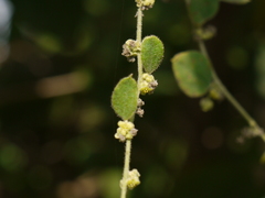 Cocculus hirsutus