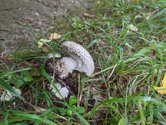 Amanita echinocephala