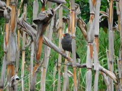 Turdus fuscater