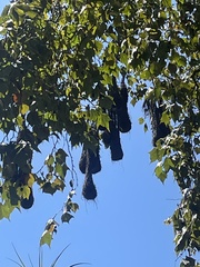 Psarocolius montezuma