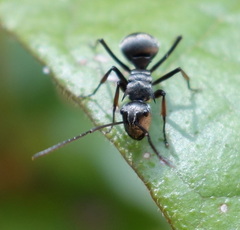 Polyrhachis foreli