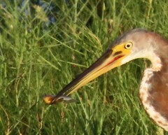 Dormitator maculatus