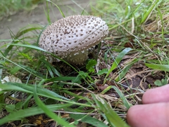 Amanita echinocephala