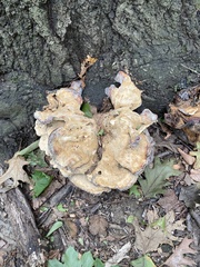 Pseudoinonotus