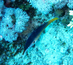 Gomphosus klunzingeri