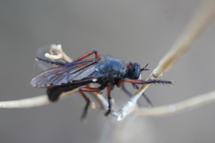 Dasypogon