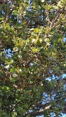 Cryptocarya alba