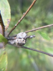 Striatoandricus aciculatus