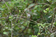 Euscarthmus meloryphus