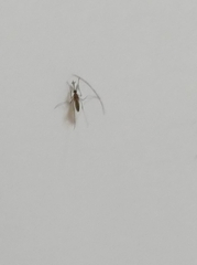 Culicinae