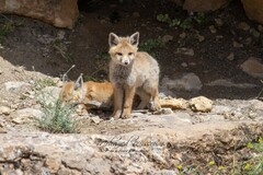 Vulpes vulpes barbara