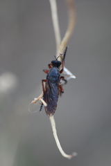 Dasypogon