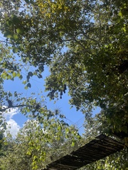 Psarocolius montezuma