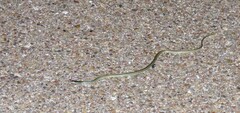 Thamnophis proximus orarius