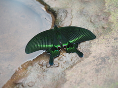 Papilio arcturus
