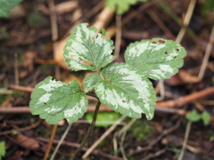 Lamium galeobdolon argentatum
