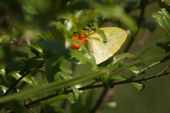 Phoebis neocypris