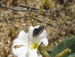 Acmaeodera cylindrica