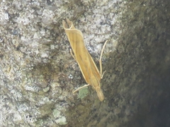 Agriphila selasella