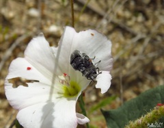 Acmaeodera cylindrica