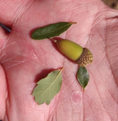 Quercus berberidifolia
