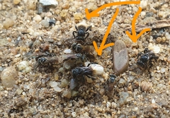 Tetragonilla collina