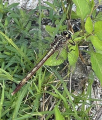 Arigomphus pallidus