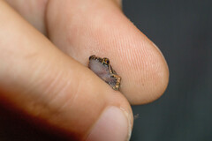 Eleutherodactylus planirostris