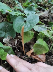 Macrotyphula fistulosa