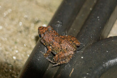 Eleutherodactylus planirostris