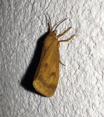 Virbia aurantiaca