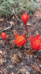Haemanthus coccineus