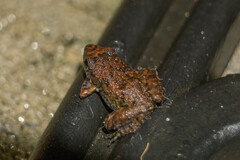 Eleutherodactylus planirostris