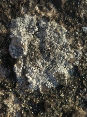 Lecanora gangaleoides