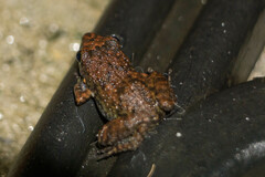 Eleutherodactylus planirostris