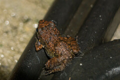 Eleutherodactylus planirostris