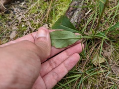 Solidago erecta