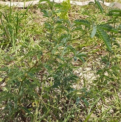 Albizia julibrissin julibrissin