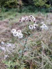 Achillea ptarmica