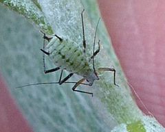 Macrosiphoniella
