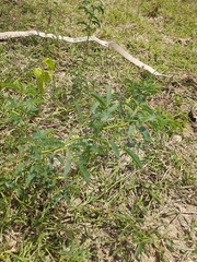 Albizia julibrissin julibrissin