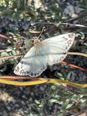 Heliopetes ericetorum