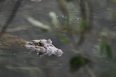 Caiman latirostris