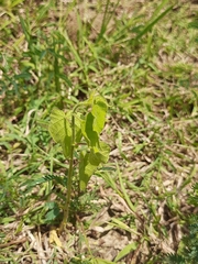 Mesosphaerum suaveolens