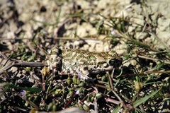 Bufotes viridis sitibundus