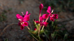 Lapeirousia pyramidalis