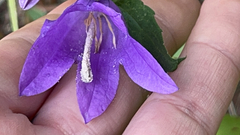 Campanula trachelium