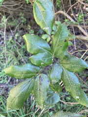 Lardizabala biternata