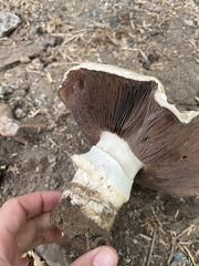 Agaricus augustus