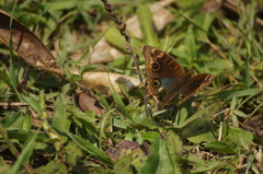 Junonia evarete